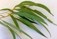 EucalyptusRadiataLeaves - Copy - Copy