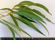 EucalyptusRadiataLeaves - Copy - Copy