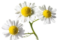 flor-de-manzanilla - Copy - Copy