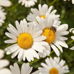 ManzanillaAlemana - Copy - Copy