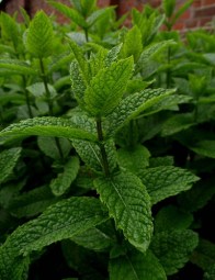field of green, fresh peppermint